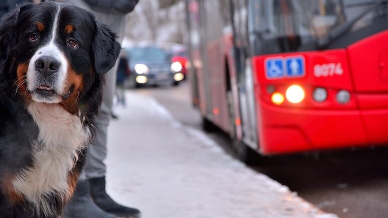 autobus con cane e gatto