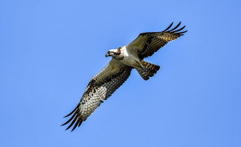 Il falco pescatore sempre più minacciato in Corsica