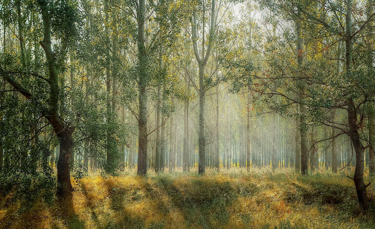 SilvaCuore, una App contro il deperimento delle foreste
