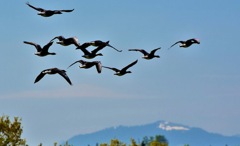 Escursione naturalistica alla scoperta delle principali specie migratorie