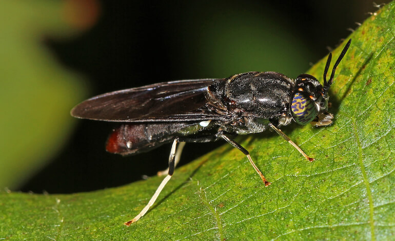 Le Mosche Soldato Nere Che Riciclano La Plastica - Foto 2