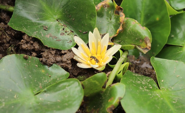 Ritrovata in natura la ninfea più piccola del mondo