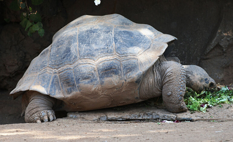 Le specie Lazzaro, “morte e risorte”