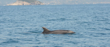 Zefiro, il tursiope che da 30 anni vive nel Mar Ligure