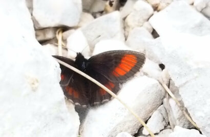 Erebia_gorge