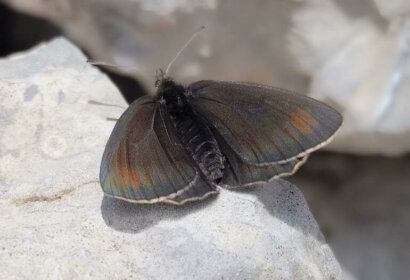 Erebia_pluto