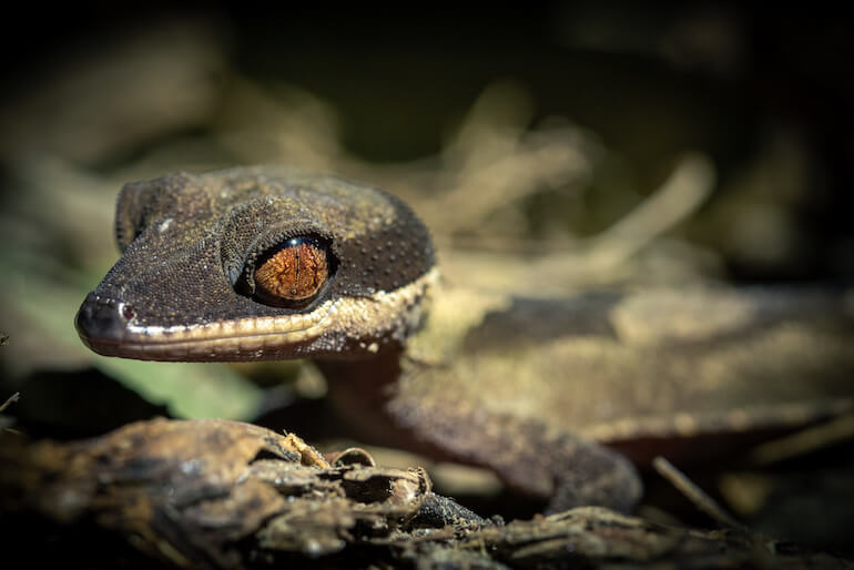 geco Cyrtodactylus