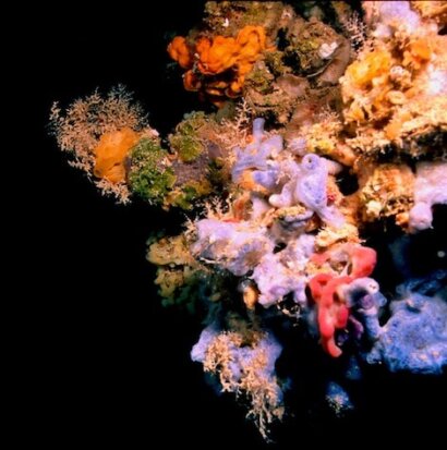 Centro nazionale di ricerca biodiversità