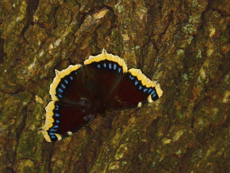 Nymphalis_antiopa
