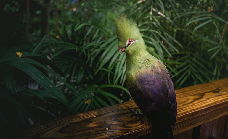 Ricoverato e curato un turaco della serra tropicale
