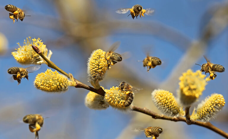 Il primo Centro nazionale di ricerca dedicato alla biodiversità