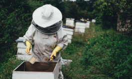 Percorso teorico e pratico di avvicinamento all’apicoltura