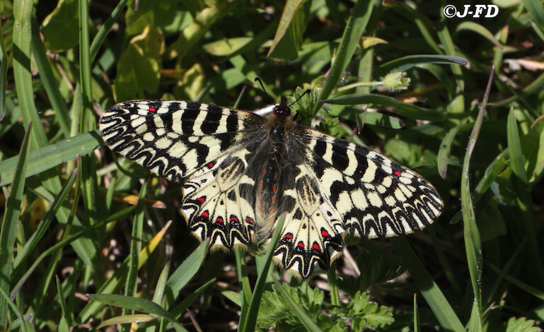 Riscoperte farfalle considerate scomparse dai Parchi nazionali italiani