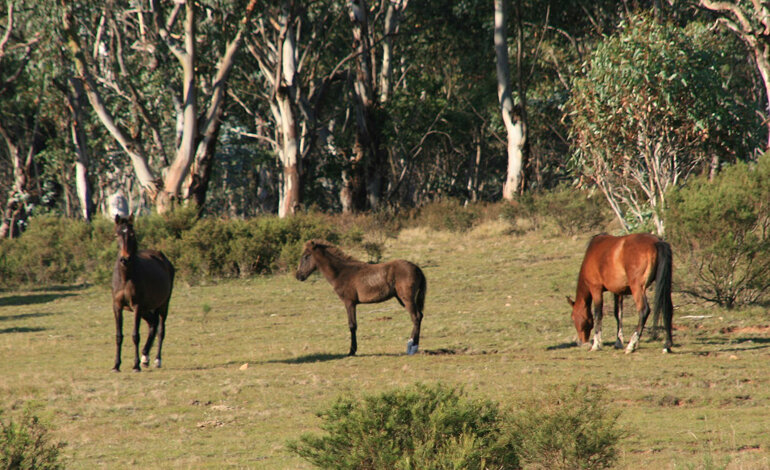Il Governo programma una strage di cavalli selvatici
