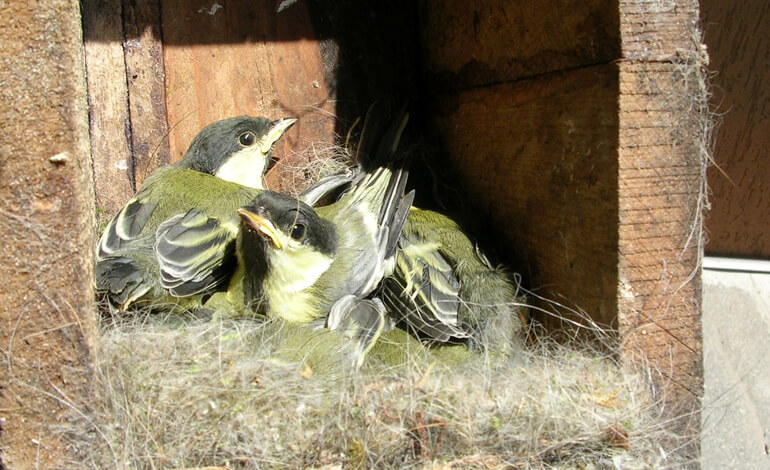 Come costruire una mangiatoia per gli uccelli - La Rivista della Natura