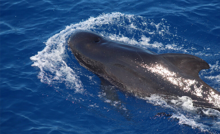Sono aumentati gli avvistamenti di cetacei e tartarughe marine