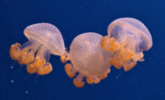 La medusa a pois: una nuova specie aliena
