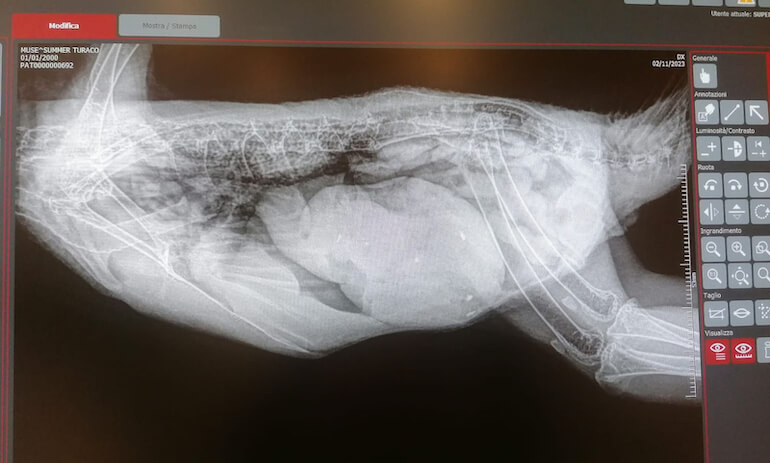 radiografia turaco MUSE