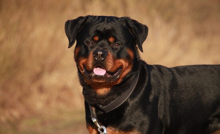 Il giallo del rottweiler caduto dalla finestra a Roma