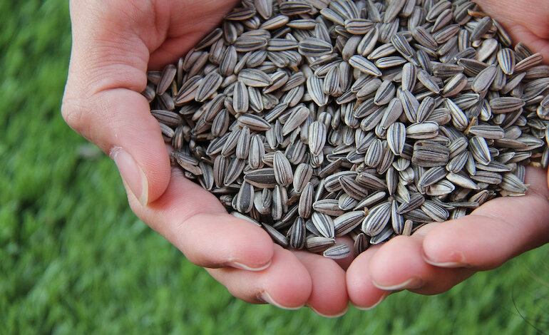 La varietà delle sementi contro la crisi alimentare
