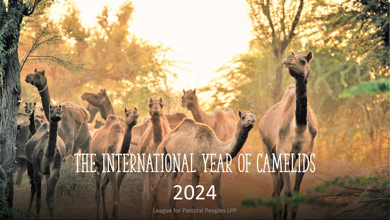 Camelidi 