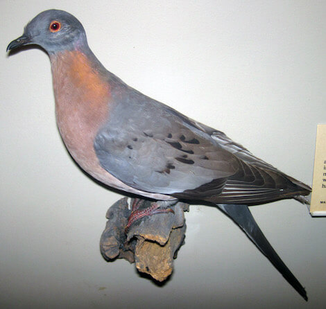 colomba migratice
