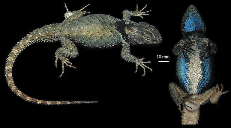 Sceloporus geminus