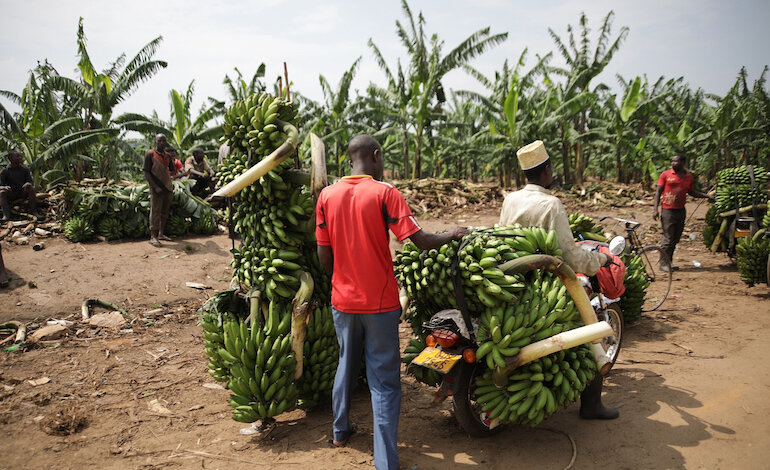 Alla COP28 la FAO lancia una roadmap globale