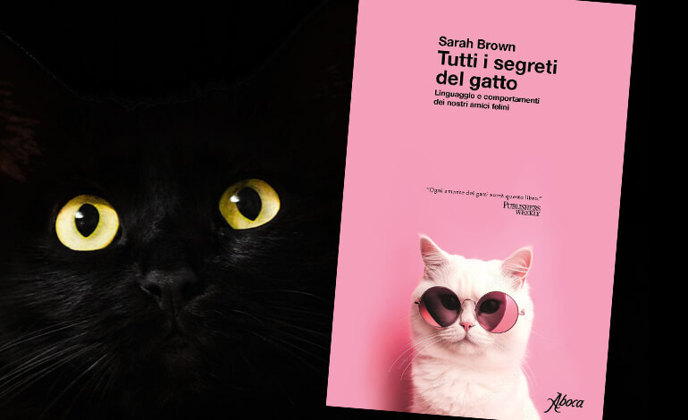 Linguaggio e comportamento dei gatti