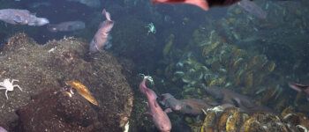 Scoperti nuovi camini idrotermali sottomarini nelle Galápagos