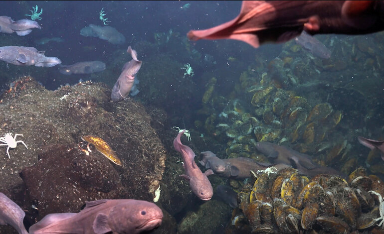 Scoperti nuovi camini idrotermali sottomarini nelle Galápagos