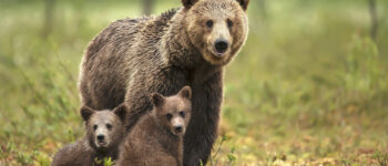 Sulle tracce di orso, lupo e altri carnivori