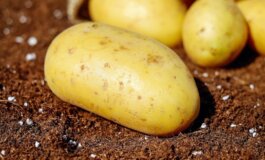 Si celebra il ruolo delle patate nell'alimentazione umana