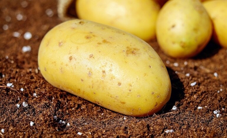 Si celebra il ruolo delle patate nell’alimentazione umana