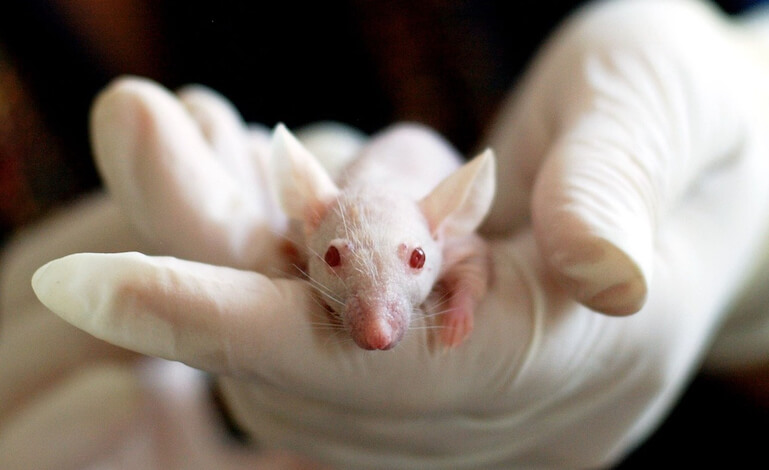 Test dei cosmetici sugli animali