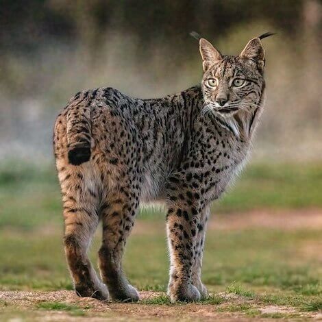 Lince