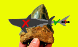 Ecco com'era lo squalo preistorico