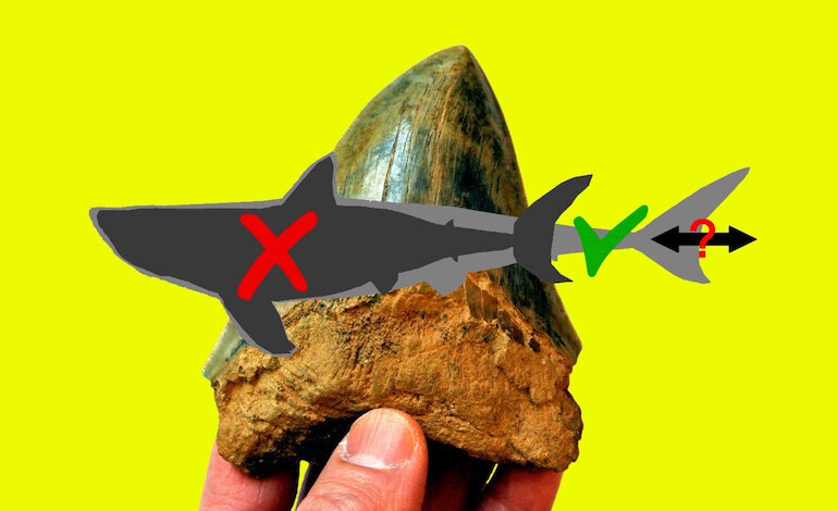 Ecco com’era lo squalo preistorico
