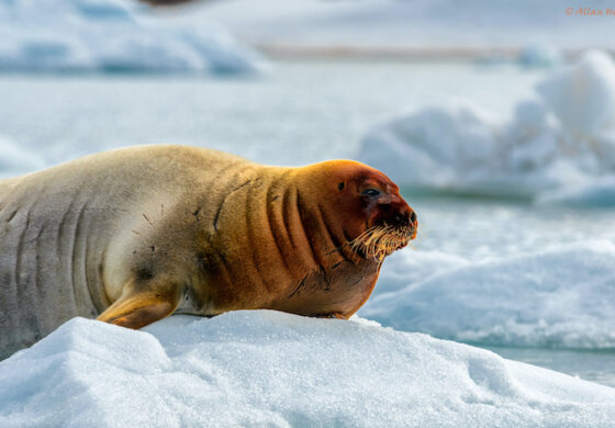 Il segreto delle foche artiche per resistere al freddo