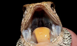 Scoperta una nuova iguana con la lingua arancione
