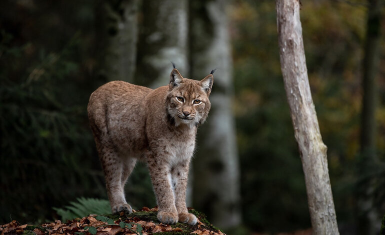 La connettività degli habitat è fondamentale per la sopravvivenza della lince nelle Alpi sudorientali e Monti Dinarici
