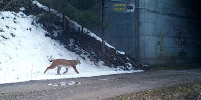 lince