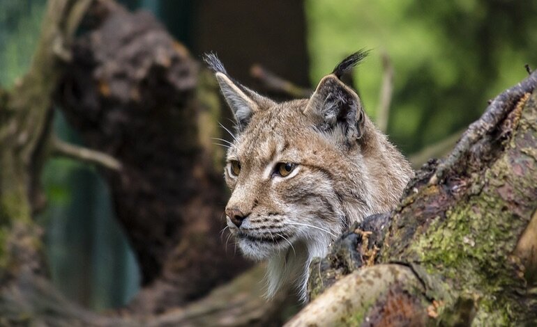 Salvare dall’estinzione la lince nelle Alpi sudorientali e nei Monti Dinarici
