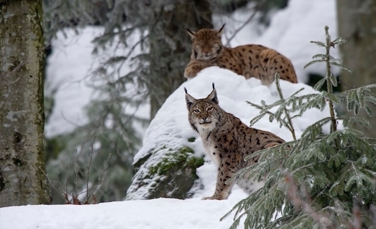 L’importanza delle Alpi sudorientali come habitat della lince