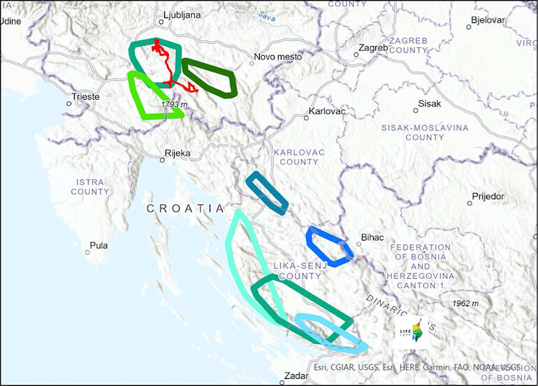 i territori delle linci traslocate