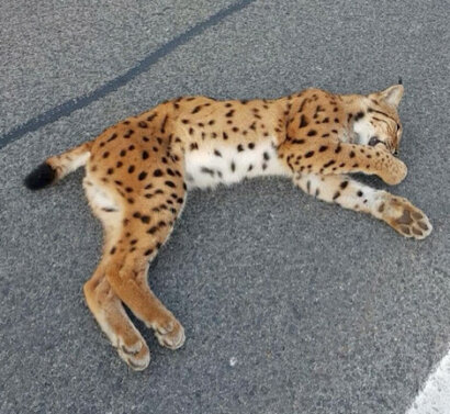 lince