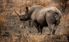 Un mattatoio di rinoceronti trovato nel ranch di un sedicente animalista