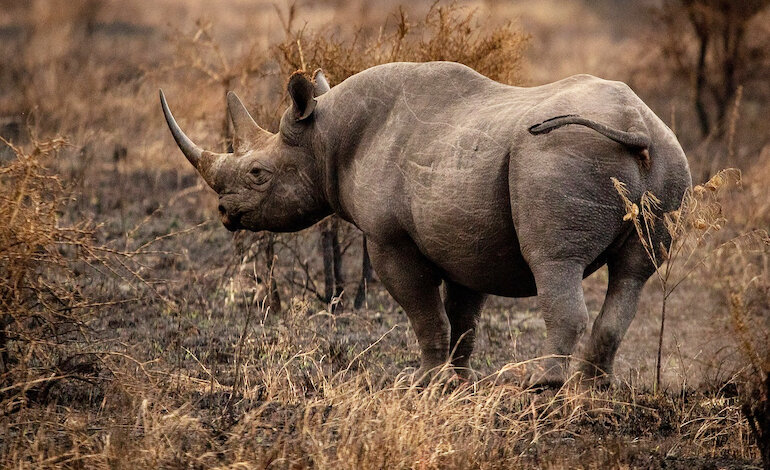 Un mattatoio di rinoceronti trovato nel ranch di un sedicente animalista