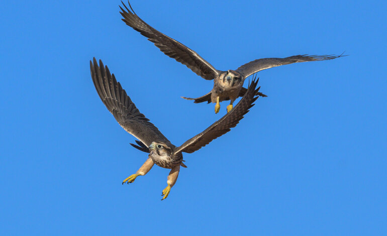 L’unicità del falco Lanario, una specie da salvaguardare