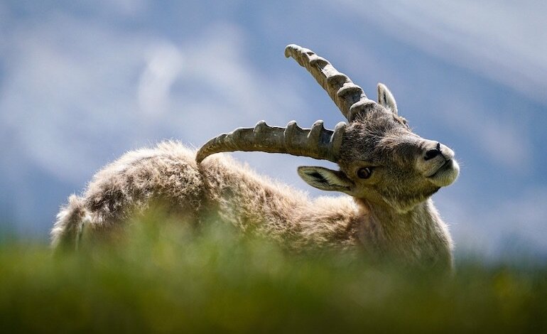 Gli stambecchi stanno diventando animali notturni